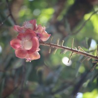 Couroupita guianensis Aubl.